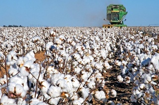 Внедряется новый механизм реализации хлопка через биржу