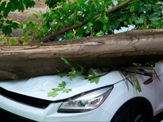 Беларусда кўтарилган кучли шамол катта талафот келтирди