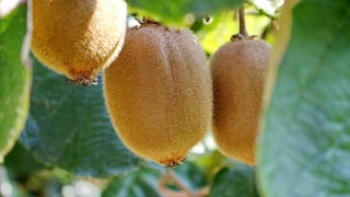 Особенности выращивания киви в Узбекистане – опыт садовода