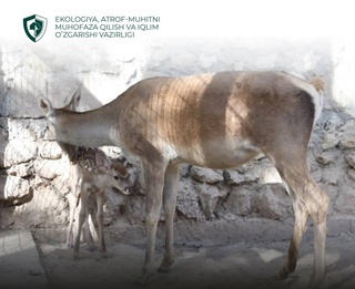 В зоопарке Термеза родился бухарский олененок