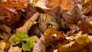 К концу недели ночная температура опустится до +7 градусов