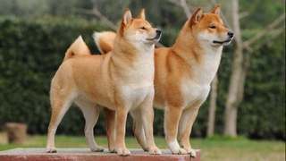 Япон итлари коронавирусни енгмоқда