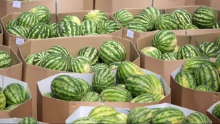 Арбуз и лук - главные экспортные позиции Узбекистана конца июня 2021 года