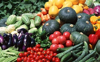 Regions of the Republic of Uzbekistan will be specialized in agricultural production