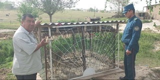 Қашқадарёдаги қишлоққа бўри оралади