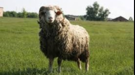 Қурбонлик гўштини тарқатиш учун машинада ҳаракатланиш мумкинми?