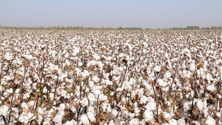 Сырдарья: новый этап развития