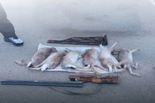 Navoiyda noqonuniy quyon ovlagan shaxslarga nisbatan chora koʻrildi