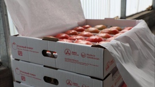 Ўрта Чирчиқнинг помидорлари Россияга экспорт қилиняпти