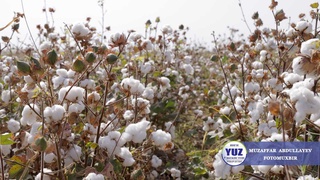 Пахта терими: бир мавсум — бир йилга татийди