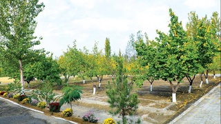 Зеленый пояс Ферганы