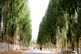 Оқ теракми, кўк терак... уни билиб экиш керак?