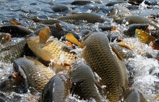  Qaysi baliq turlari ko'proq ovlanmoqda?