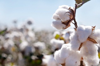 Кластерларга “Better Cotton”лицензияси берилди