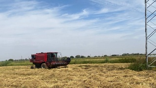 Қуйи Чирчиқда шоли ўрим-йиғимига киришилди