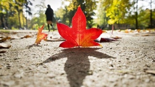 Дам олиш кунлари совуқ ҳаво чекина бошлайди