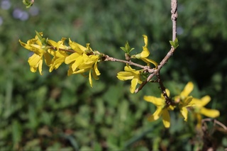 Наврўз байрами қулай об-ҳаво шароитида ўтади — Ўзгидромет