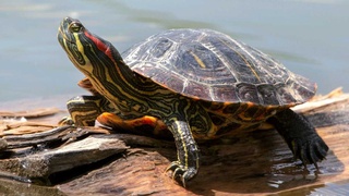 В Ташкенте обнаружен вид черепахи, не характерный для Узбекистана