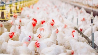 Россия привлечет из Узбекистана 3,5 тысячи человек для работы в сельском хозяйстве