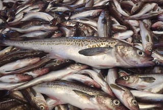 Far Eastern pollock will go to Uzbekistan