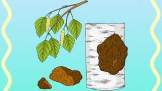 Қайин қўзиқоринлари коронавирусга қарши даволанишда фойдалими?