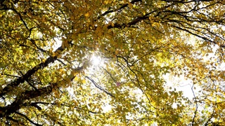 Юртимизда дам олиш кунлари қандай об-ҳаво кузатилади?