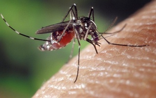 A record number of cases of mosquito-borne viruses have been recorded in Europe