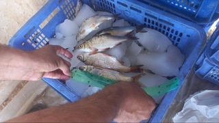 В Джизакской области незаконно выловили 541 рыбу: сумма ущерба составила 178 млн 530 тысяч сумов