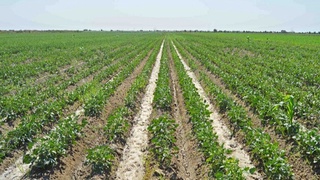 Қишлоқ хўжалиги экинларини оқилона жойлаштириш тартиби тўғрисидаги низом тасдиқланди