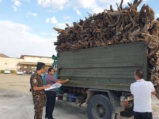 "Саксовул ўғриси"га 63 миллион сўмдан зиёд жарима солинди