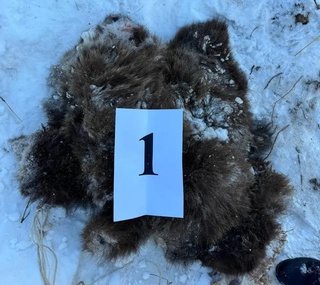 В Бостанлыкском районе убили бурого медведя