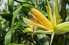 Маккажўхоридан олинадиган биоёқилғи бензиндан ҳам хавфли...ми?