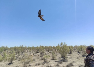 Житель Навоийской области выплатил 3,3 млн сумов за содержание в клетке степного орла