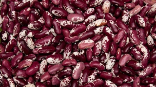 Начался экспорт на китайский рынок красной фасоли, выращенной в Узбекистане