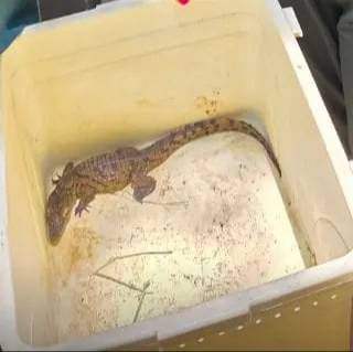 В Ташкенте выявлен случай незаконного содержания нильского крокодила в домашних условиях