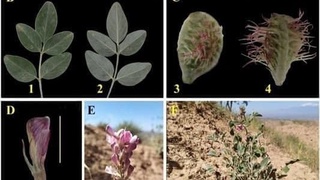 Флора оламида яна бир ўсимлик тури кашф этилди