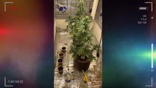 Тошкентда хонадонида наша етиштириб келган шахслар қўлга олинди