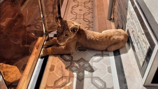 Установлена ​​ответственность за содержание диких животных, содержание которых запрещено