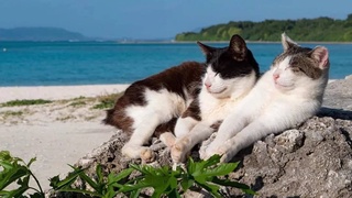 Погода на выходные: будет жарко, в горах местами пройдут грозы