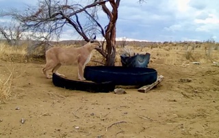 “Оқтоғ-Томди“  қўриқхонасига ўрнатилган фотоқопқонга туркман қорақулоғи тушиб қолди