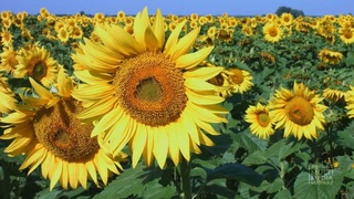 Өзбекстанда күнбағыс майы мен шрот өндіруге бағытталады