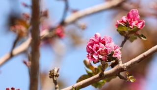 31-mart kungi ob-havo maʼlumotlari eʼlon qilindi
