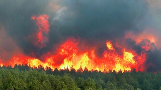 Россия ҳудудларида 30 та ўрмон ёнғинлари ўчирилди