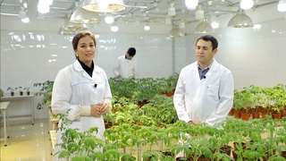 Pomidor vaksinasi ishlab chiqarishga qachon tatbiq etiladi?