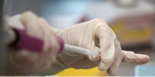 Олимлар чикунгунья вируси 29 та Европа мамлакатида тарқалиш хавфи ҳақида огоҳлантирди