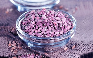 Rossiyada bug'doyning binafsha rangli yangi navi yaratildi