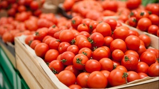 Ўзбекистонлик тадбиркорларга помидор экспорти учун Россия бозори яна очилди