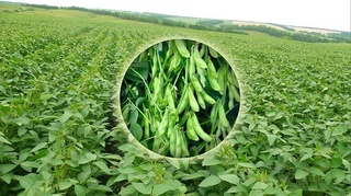 Қўш экиннинг қўша-қўша фойдаси бор