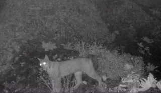 "Ҳисор" давлат қўриқхонасидаги фотоқопқонга Туркистон силовсини тушиб қолди