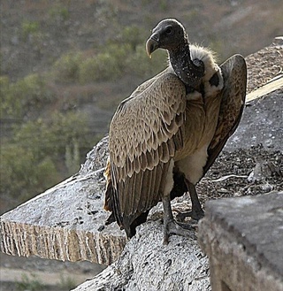 Самарқандда ноёб қуш ҳаёти сақлаб қолинди 